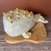 baleine.a.bulles.3 baleine.a.bulles.3