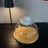 cloche.alexandra.4
