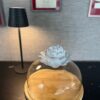 cloche.alexandra.3