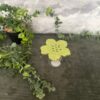 pic.fleurs.jade.4