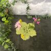 pic.fleurs.jade.2