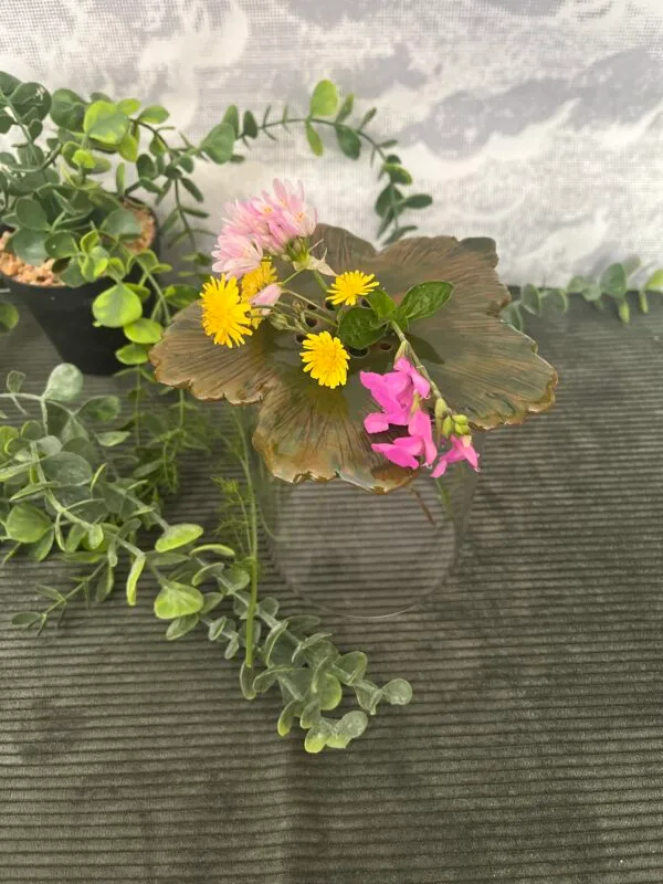 pic.fleurs.rosette.1